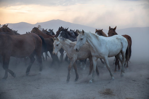 Year of the Horse Travel Gift Set
