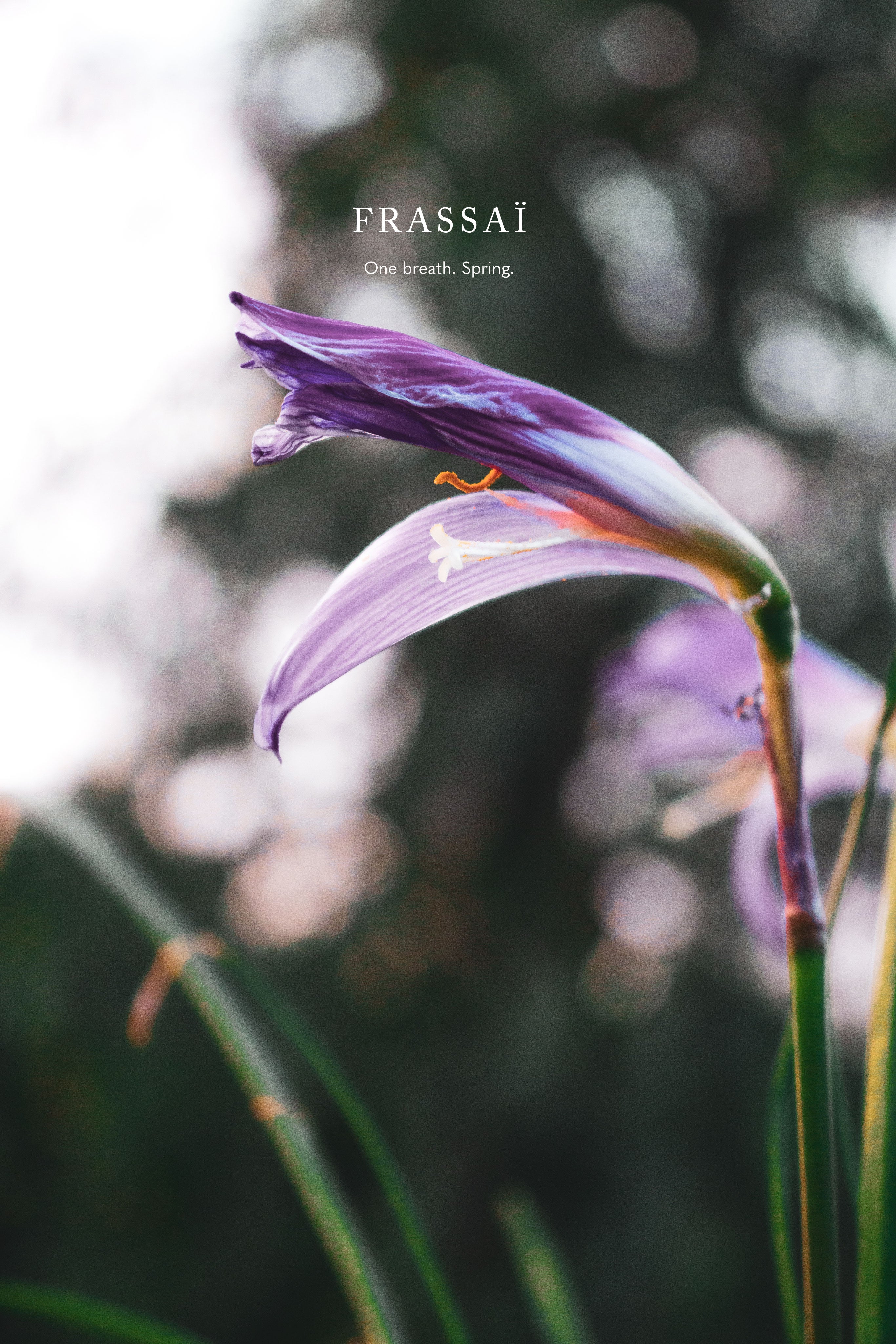 Frassai Spring Fragrances Blondine