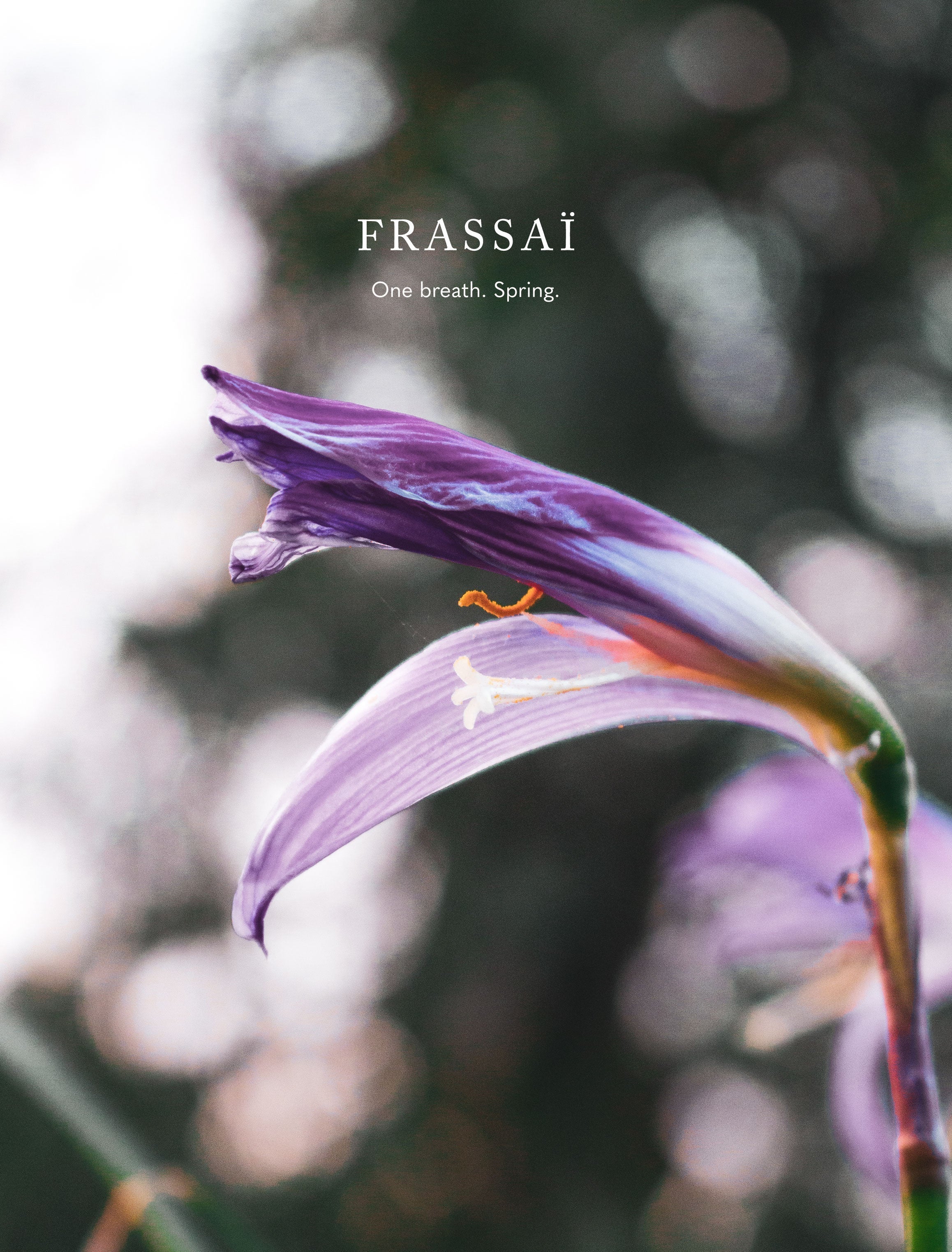 Frassai Blondine eau de parfum