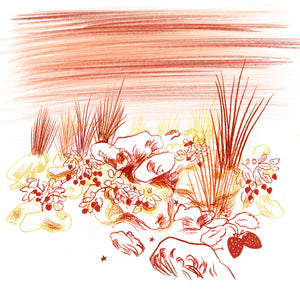 Fraise de Nuit