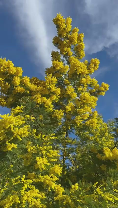 Frassai Dormir al Sol - mimosa flowers 2026